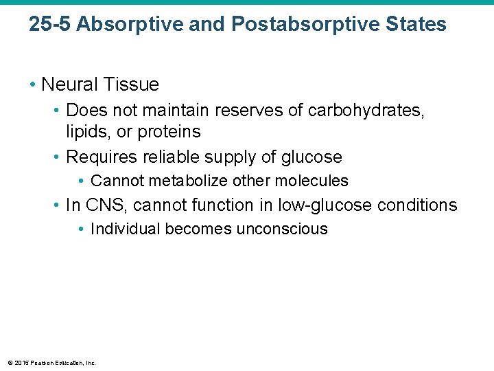 25 -5 Absorptive and Postabsorptive States • Neural Tissue • Does not maintain reserves