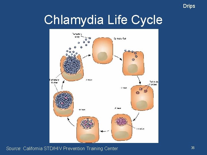 Drips Chlamydia Life Cycle Source: California STD/HIV Prevention Training Center 36 