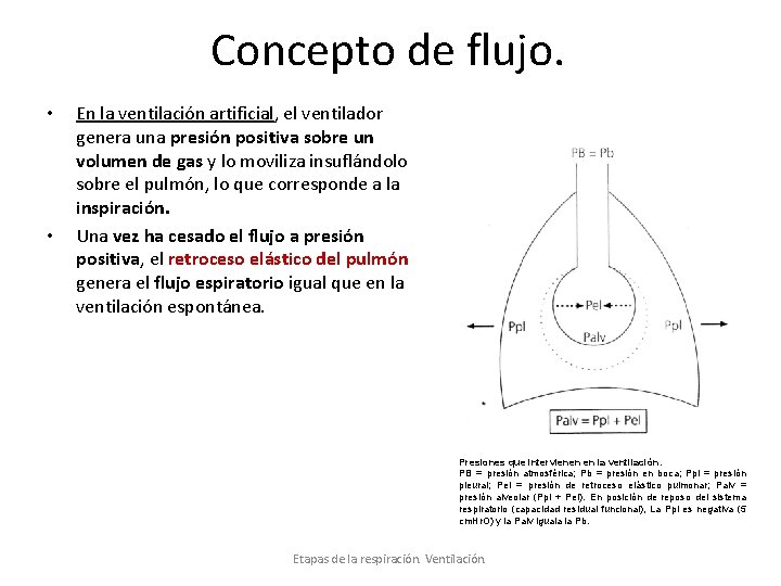 Concepto de flujo. • • En la ventilación artificial, el ventilador genera una presión