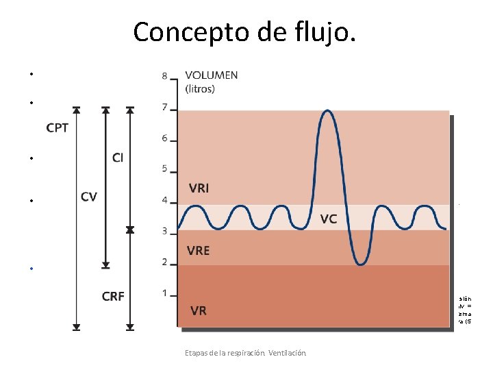 Concepto de flujo. • • • El pulmón alcanza la situación de reposo al