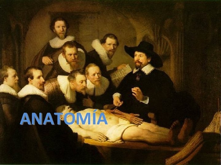 ANATOMÍA 
