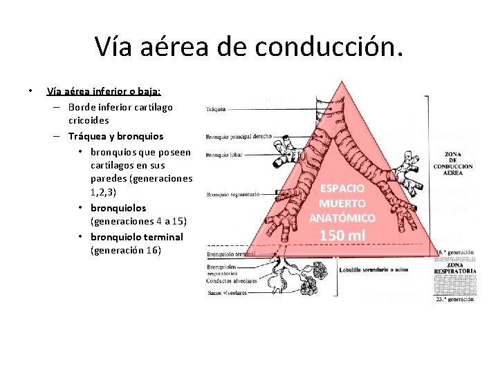 Vía aérea de conducción. • Vía aérea inferior o baja: – Borde inferior cartílago