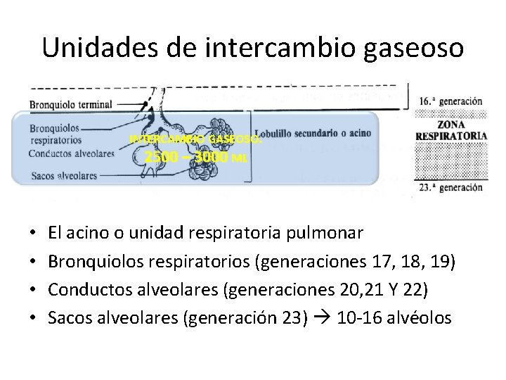 Unidades de intercambio gaseoso INTERCAMBIO GASEOSO. 2500 – 3000 ML • • El acino