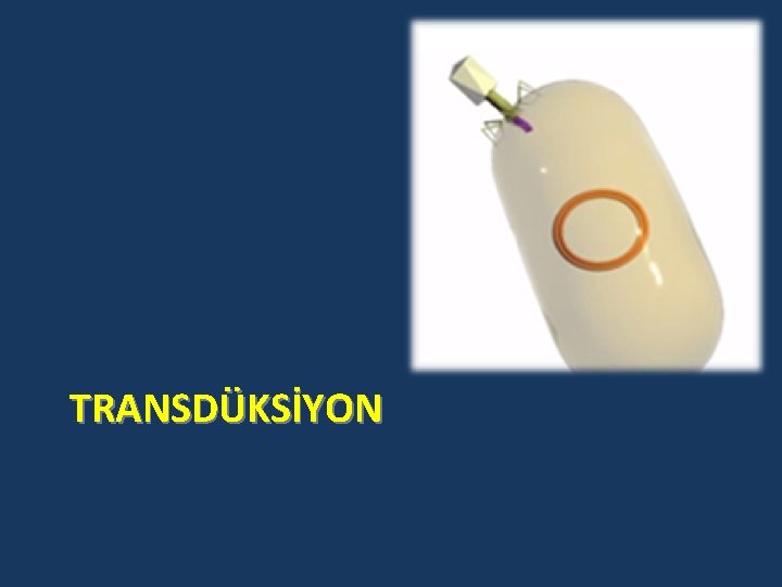 TRANSDÜKSİYON 