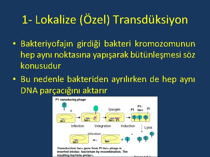 1 - Lokalize (Özel) Transdüksiyon • Bakteriyofajın girdiği bakteri kromozomunun hep aynı noktasına yapışarak