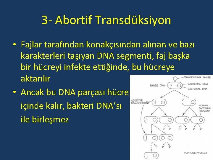 3 - Abortif Transdüksiyon • Fajlar tarafından konakçısından alınan ve bazı karakterleri taşıyan DNA
