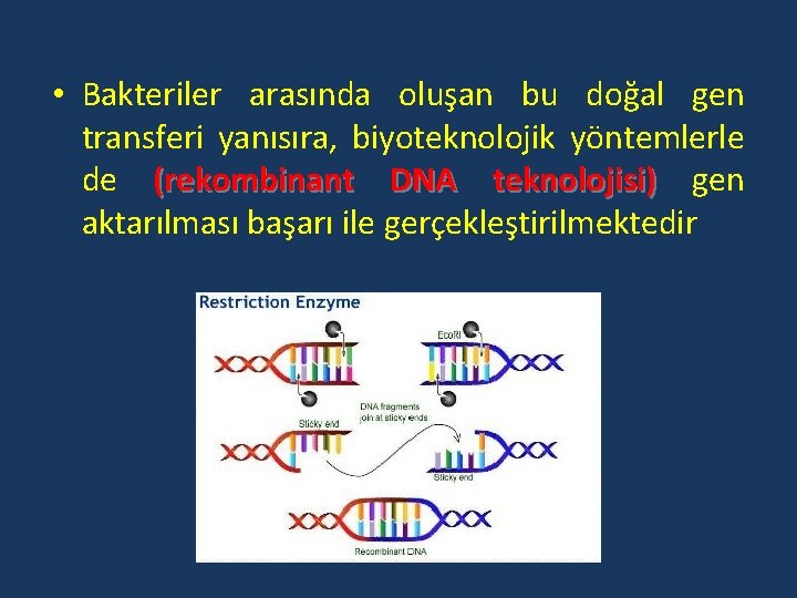  • Bakteriler arasında oluşan bu doğal gen transferi yanısıra, biyoteknolojik yöntemlerle de (rekombinant