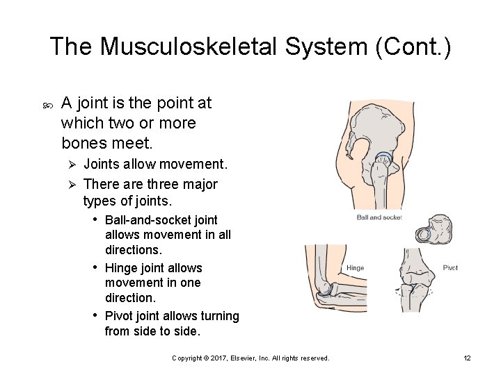 The Musculoskeletal System (Cont. ) A joint is the point at which two or
