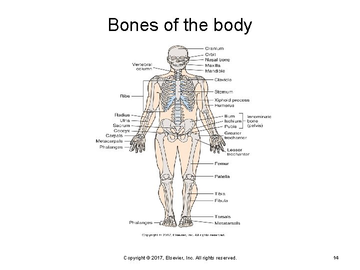 Bones of the body Copyright © 2017, Elsevier, Inc. All rights reserved. 14 