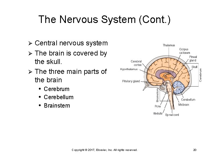The Nervous System (Cont. ) Central nervous system Ø The brain is covered by