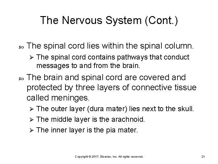 The Nervous System (Cont. ) The spinal cord lies within the spinal column. Ø