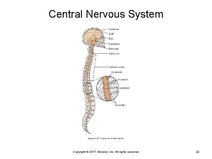 Central Nervous System Copyright © 2017, Elsevier, Inc. All rights reserved. 22 