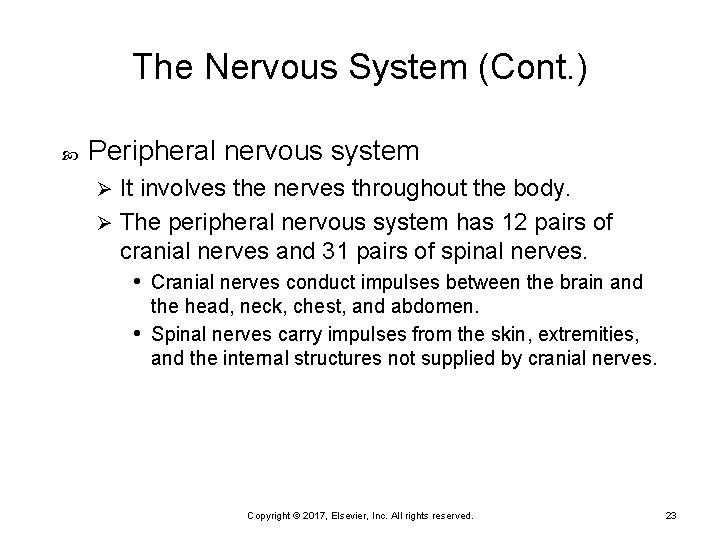 The Nervous System (Cont. ) Peripheral nervous system It involves the nerves throughout the