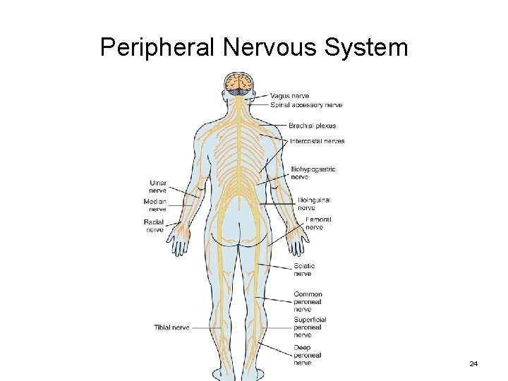 Peripheral Nervous System Copyright © 2017, Elsevier, Inc. All rights reserved. 24 