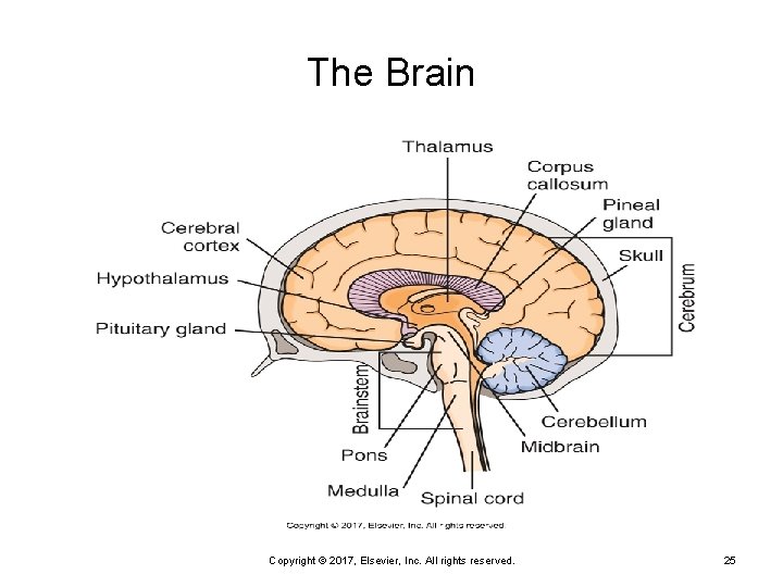 The Brain Copyright © 2017, Elsevier, Inc. All rights reserved. 25 