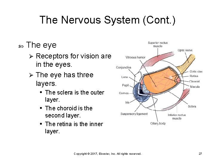 The Nervous System (Cont. ) The eye Receptors for vision are in the eyes.