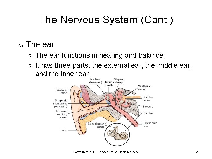 The Nervous System (Cont. ) The ear functions in hearing and balance. Ø It
