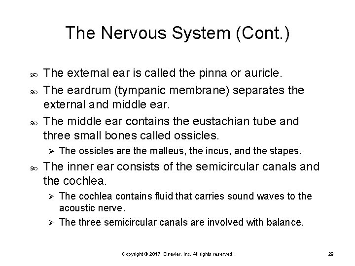 The Nervous System (Cont. ) The external ear is called the pinna or auricle.