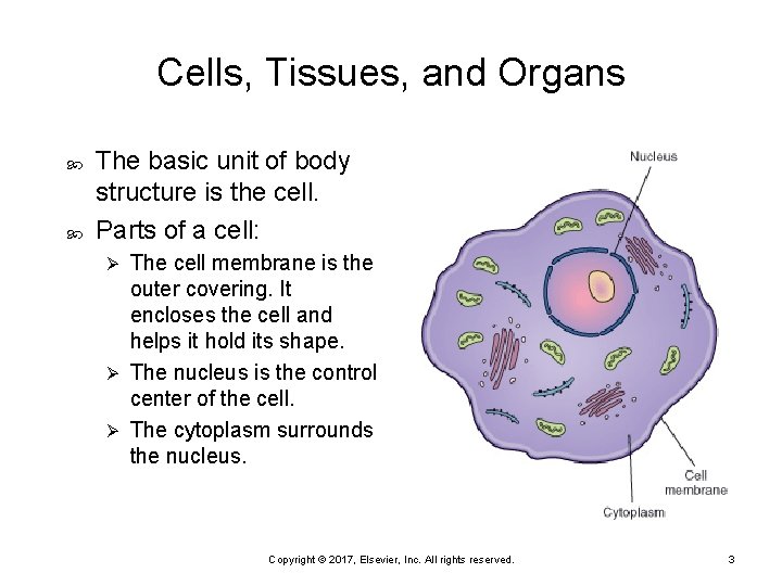Cells, Tissues, and Organs The basic unit of body structure is the cell. Parts