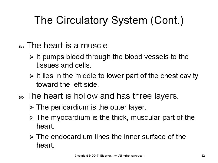 The Circulatory System (Cont. ) The heart is a muscle. It pumps blood through