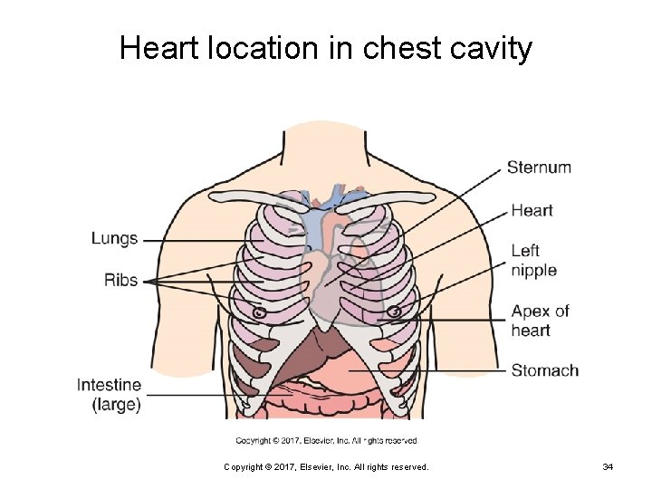 Heart location in chest cavity Copyright © 2017, Elsevier, Inc. All rights reserved. 34