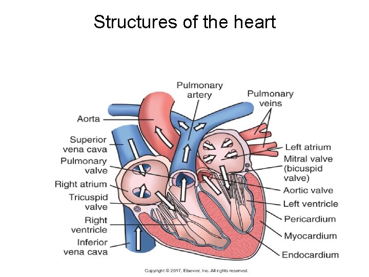 Structures of the heart Copyright © 2017, Elsevier, Inc. All rights reserved. 36 