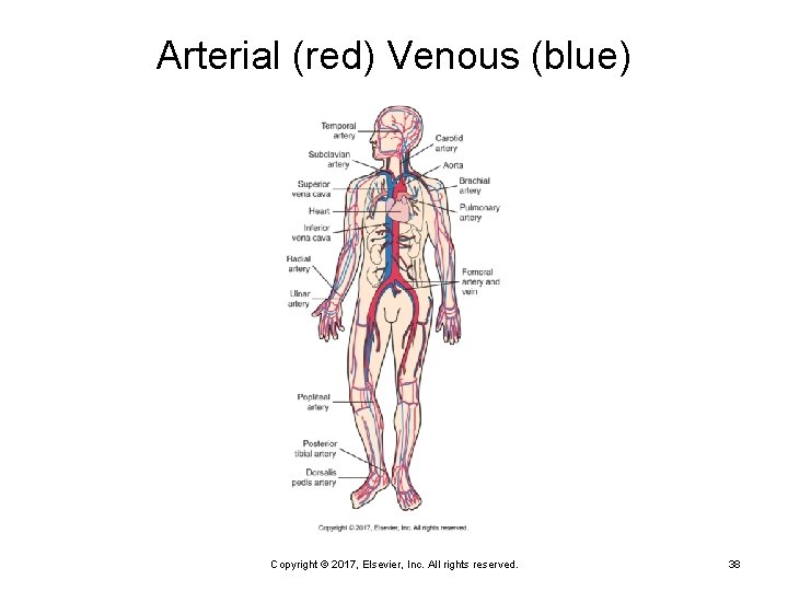 Arterial (red) Venous (blue) Copyright © 2017, Elsevier, Inc. All rights reserved. 38 