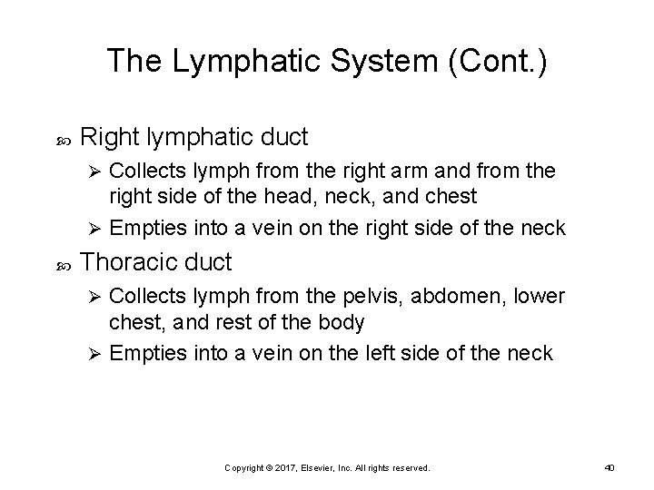 The Lymphatic System (Cont. ) Right lymphatic duct Collects lymph from the right arm