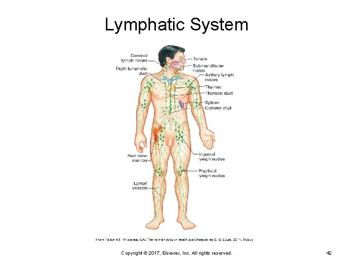 Lymphatic System Copyright © 2017, Elsevier, Inc. All rights reserved. 42 