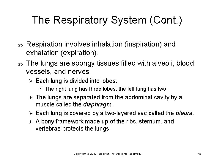 The Respiratory System (Cont. ) Respiration involves inhalation (inspiration) and exhalation (expiration). The lungs
