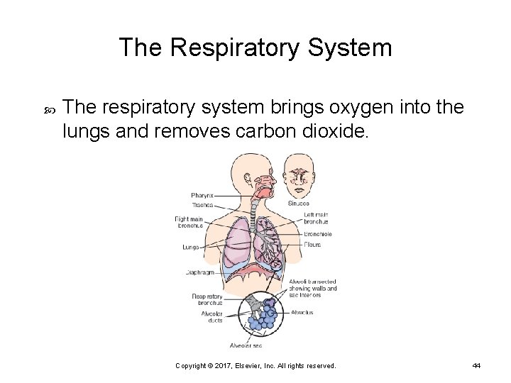 The Respiratory System The respiratory system brings oxygen into the lungs and removes carbon