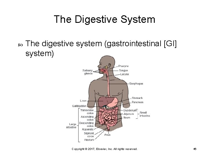 The Digestive System The digestive system (gastrointestinal [GI] system) Copyright © 2017, Elsevier, Inc.