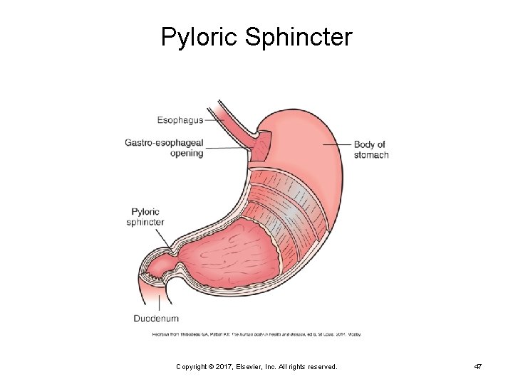 Pyloric Sphincter Copyright © 2017, Elsevier, Inc. All rights reserved. 47 