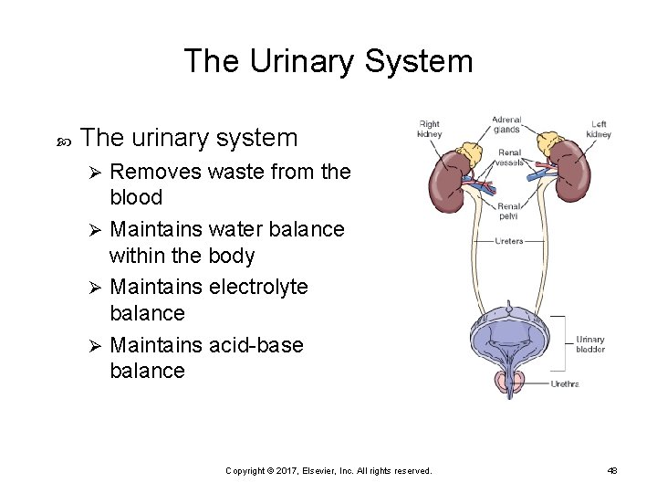 The Urinary System The urinary system Removes waste from the blood Ø Maintains water