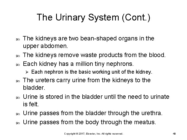 The Urinary System (Cont. ) The kidneys are two bean-shaped organs in the upper