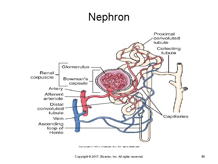 Nephron Copyright © 2017, Elsevier, Inc. All rights reserved. 50 