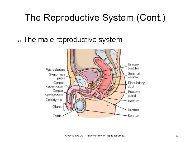 The Reproductive System (Cont. ) The male reproductive system Copyright © 2017, Elsevier, Inc.