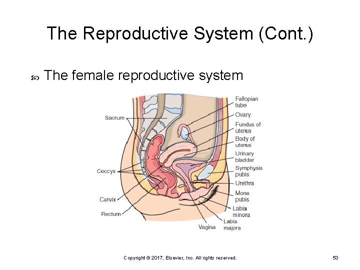 The Reproductive System (Cont. ) The female reproductive system Copyright © 2017, Elsevier, Inc.