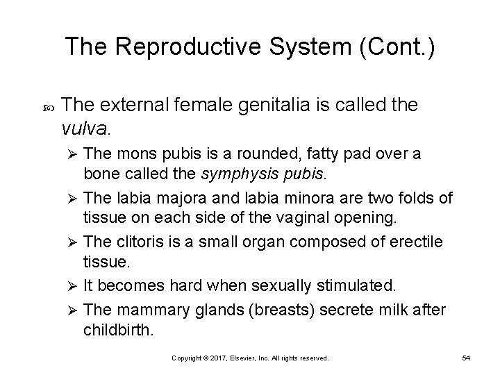 The Reproductive System (Cont. ) The external female genitalia is called the vulva. The