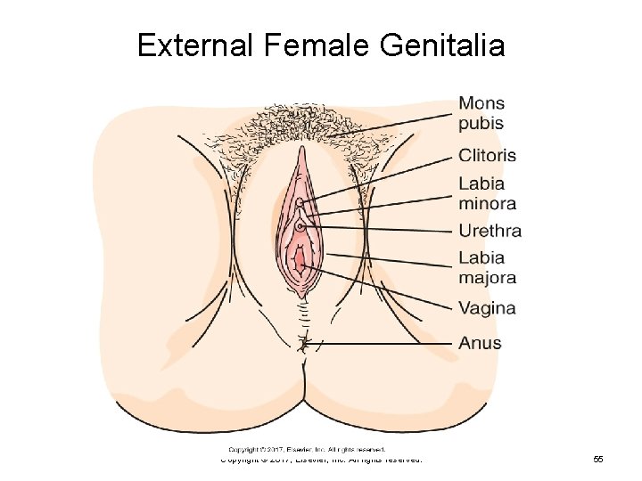 External Female Genitalia Copyright © 2017, Elsevier, Inc. All rights reserved. 55 