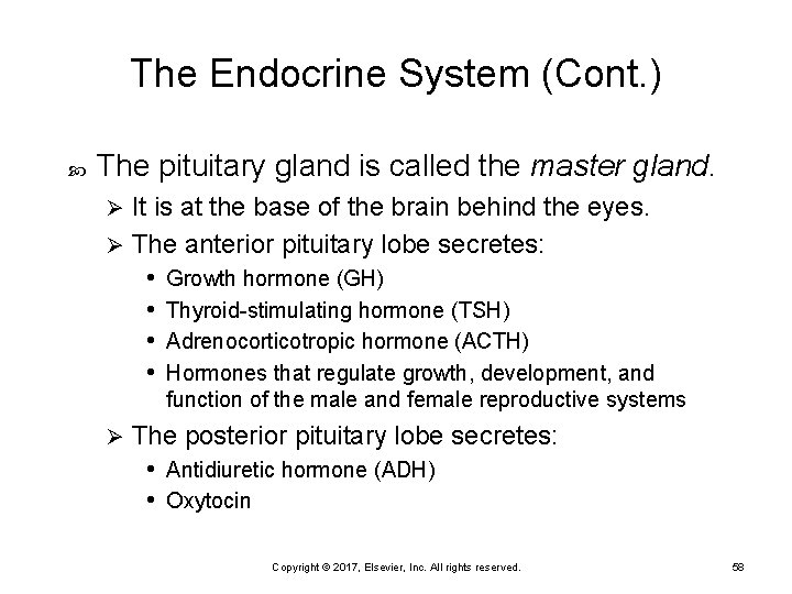 The Endocrine System (Cont. ) The pituitary gland is called the master gland. It