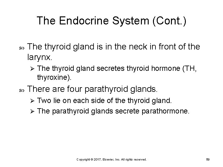 The Endocrine System (Cont. ) The thyroid gland is in the neck in front