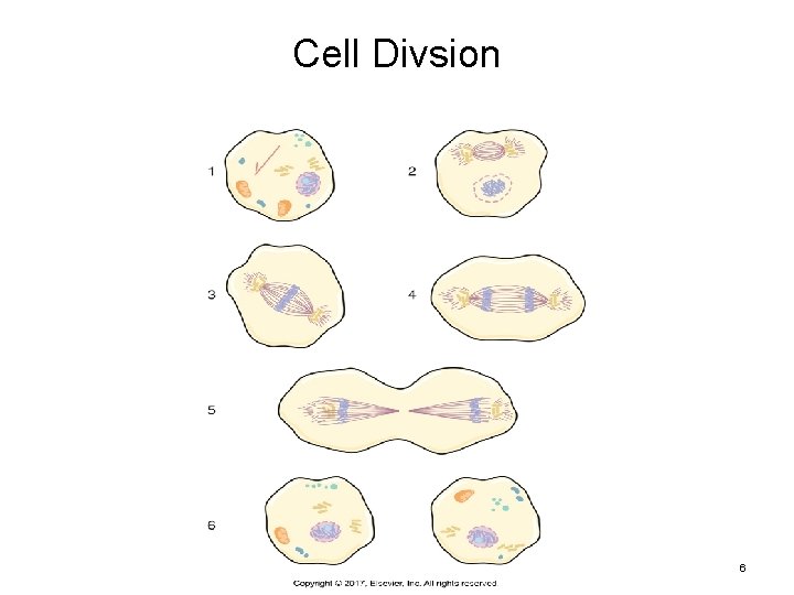 Cell Divsion Copyright © 2017, Elsevier, Inc. All rights reserved. 6 