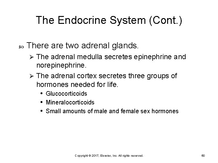 The Endocrine System (Cont. ) There are two adrenal glands. The adrenal medulla secretes