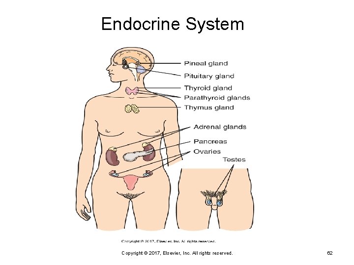 Endocrine System Copyright © 2017, Elsevier, Inc. All rights reserved. 62 