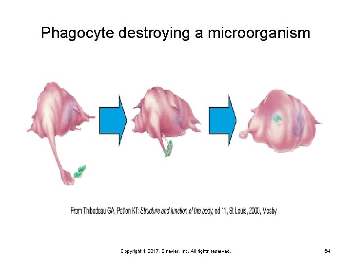 Phagocyte destroying a microorganism Copyright © 2017, Elsevier, Inc. All rights reserved. 64 