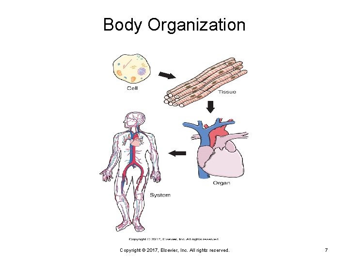 Body Organization Copyright © 2017, Elsevier, Inc. All rights reserved. 7 