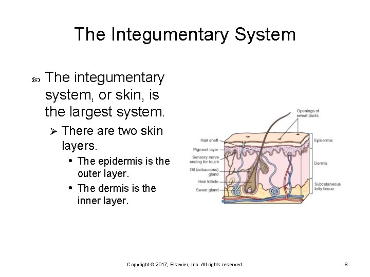 The Integumentary System The integumentary system, or skin, is the largest system. Ø There