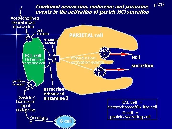 Combined neurocrine, endocrine and paracrine events in the activation of gastric HCl secretion p.