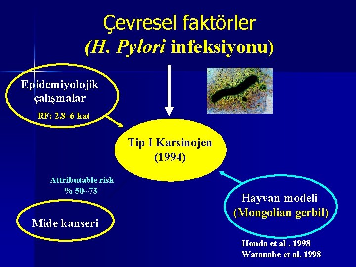 Çevresel faktörler (H. Pylori infeksiyonu) Epidemiyolojik çalışmalar RF: 2. 8~6 kat Tip I Karsinojen